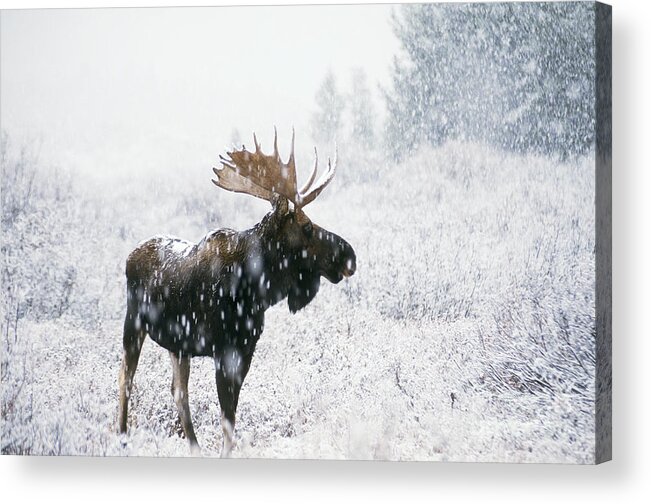 Fauna Acrylic Print featuring the photograph Bull Moose In Snow by Ken M Johns