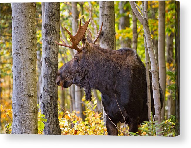 Alces Alces Acrylic Print featuring the photograph Bull Moose In The Birches by Jeff Sinon