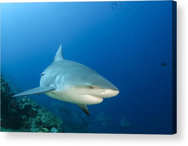 Pete Oxford Acrylic Print featuring the photograph Bull Shark Beqa Lagoon Viti Levu Fiji by Pete Oxford