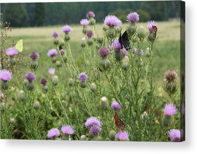 Cirsium Vulgare Acrylic Print featuring the photograph Bull Thistle and Butterflies by Kathy Clark
