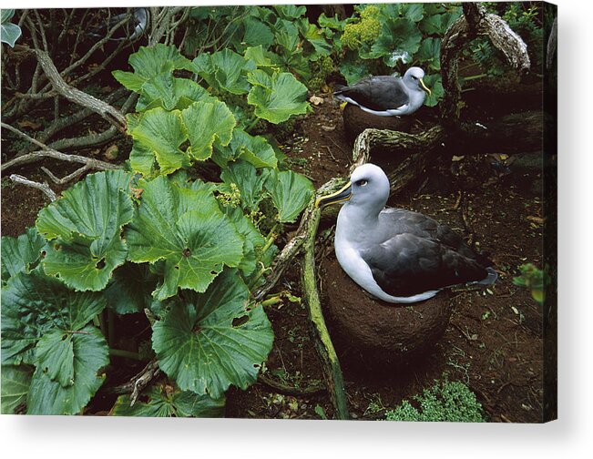 Feb0514 Acrylic Print featuring the photograph Bullers Albatross Nesting Snares Islands by Tui De Roy