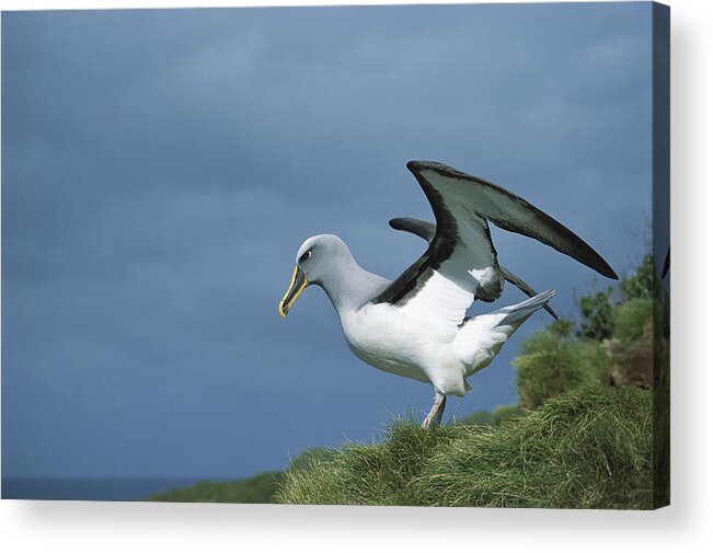 Feb0514 Acrylic Print featuring the photograph Bullers Albatross Spreading Wings by Tui De Roy