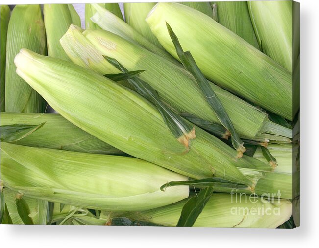 Corn Acrylic Print featuring the photograph Bunch of corn in husk by James BO Insogna