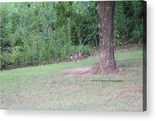 Rabbit Acrylic Print featuring the photograph Bunny Hop by Lorna Rose Marie Mills DBA Lorna Rogers Photography