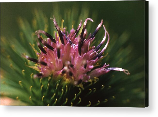 Retro Images Archive Acrylic Print featuring the photograph Burdock Flower by Retro Images Archive