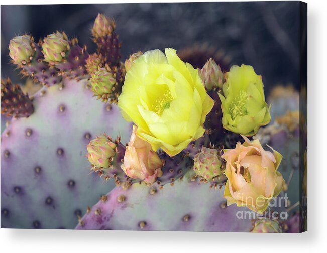 Prickly Pear Cactus Acrylic Print featuring the photograph Bursting by Tamara Becker