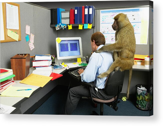 Pets Acrylic Print featuring the photograph Businessman woking on computer at desk, baboon on back by John Lund
