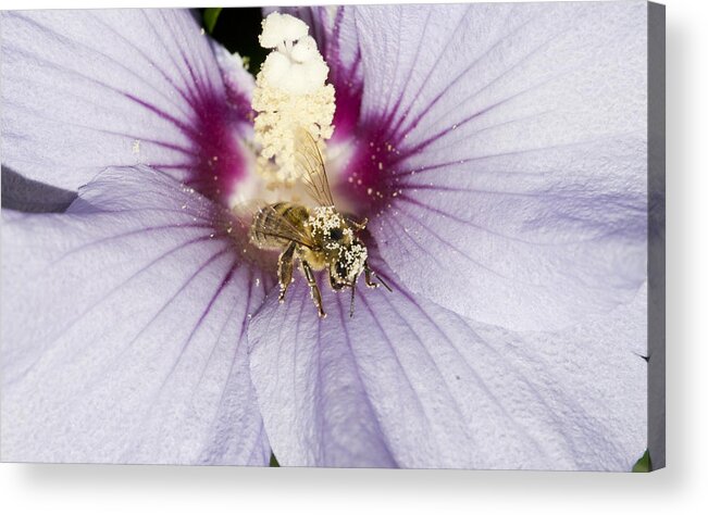 Bee Acrylic Print featuring the photograph Busy Bee by Jatin Thakkar