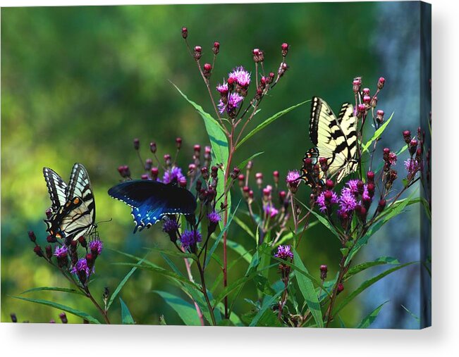 Carol R Montoya Acrylic Print featuring the photograph Butterflies Three by Carol Montoya