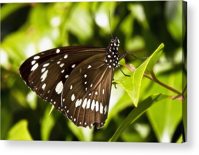 Butterflies Acrylic Print featuring the photograph Butterfly 002 by Kevin Chippindall