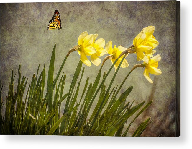 Flowers Acrylic Print featuring the photograph Butterfly and Daffodils by Cathy Kovarik