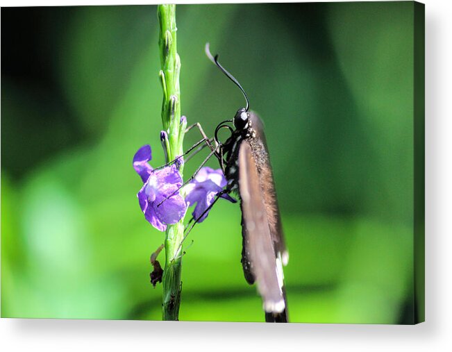Butterfly Acrylic Print featuring the photograph Butterfly by Becca Buecher