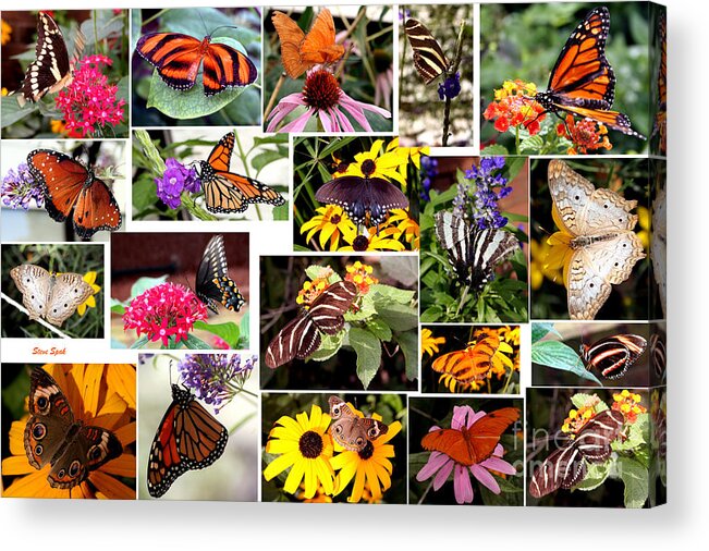 Butterfly Acrylic Print featuring the photograph Butterfly Collage by Steven Spak