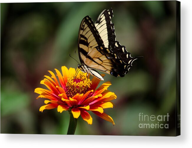 Butterfly Acrylic Print featuring the photograph Butterfly Delight by Nancy Edwards