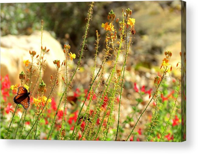 Texas State Park Acrylic Print featuring the photograph Butterfly feeding by David Norman