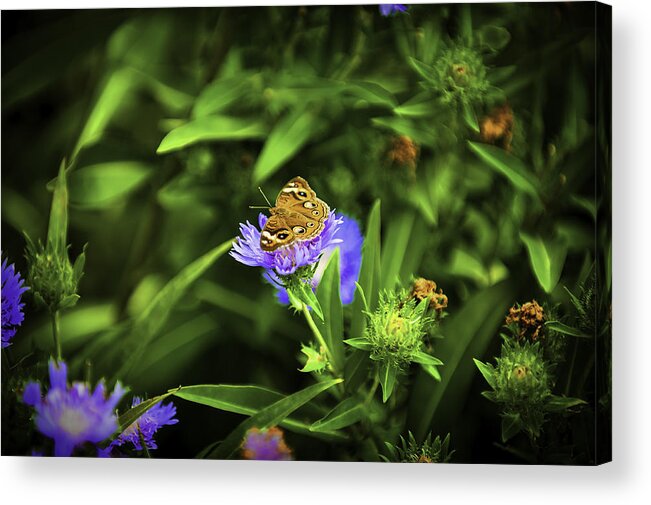 Insects Acrylic Print featuring the photograph Butterfly Glow by Donald Brown