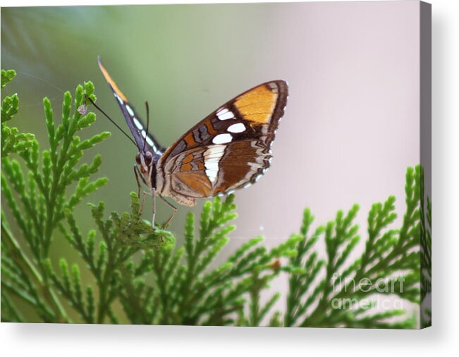 Butterfly Acrylic Print featuring the photograph Butterfly by Martin Valeriano