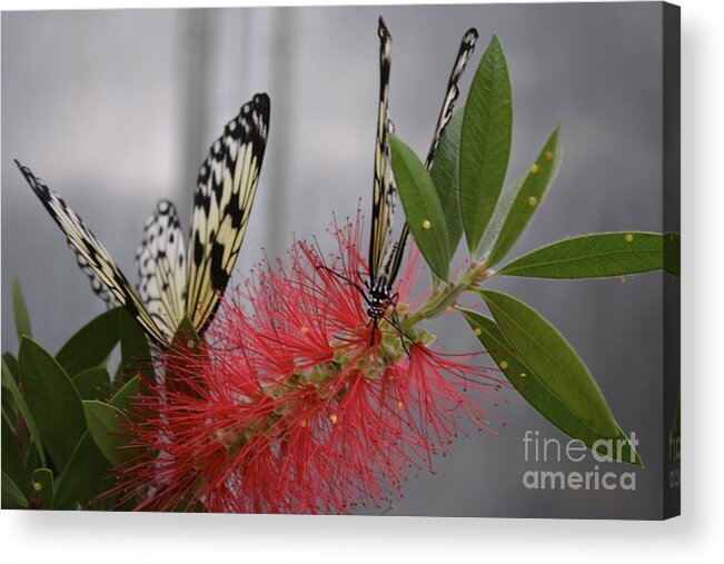 Butterfly Acrylic Print featuring the photograph Butterfly Love by Carla Carson