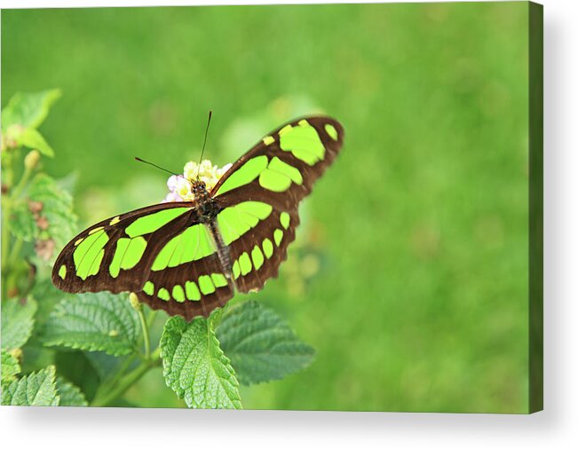 Insect Acrylic Print featuring the photograph Butterfly On Flowers by Hiroshi Higuchi