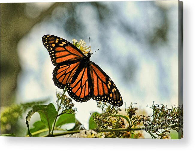 Paul Ward Acrylic Print featuring the photograph Butterfly - Open Wings by Paul Ward