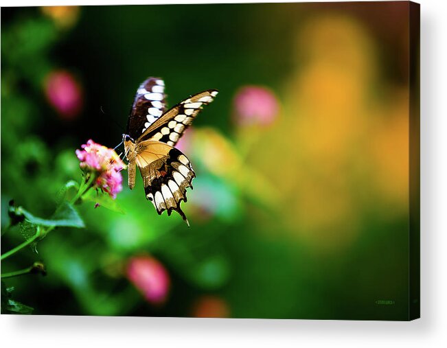 Butterfly Acrylic Print featuring the photograph Butterfly Two by Steven Llorca