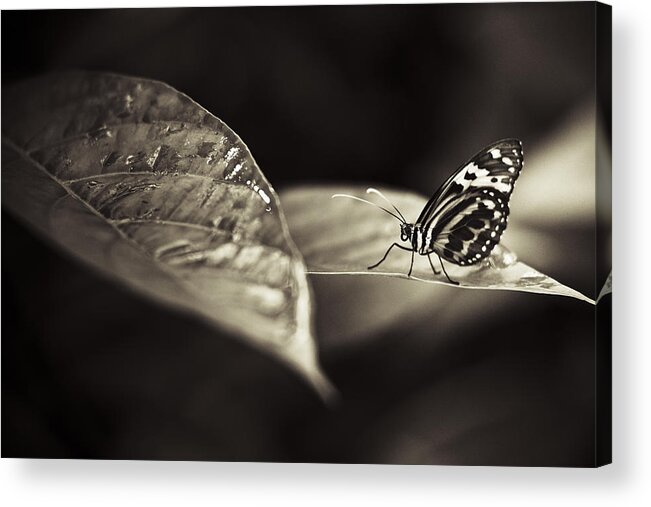 Florida Acrylic Print featuring the photograph Butterfly Warm Tone by Bradley R Youngberg