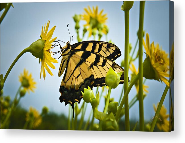 Butterfly Acrylic Print featuring the photograph Butterfly by T Cairns