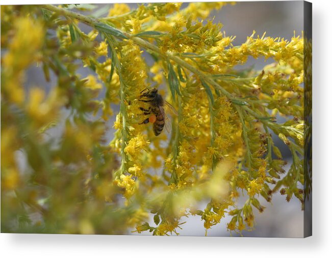 Bee Acrylic Print featuring the photograph Visiting Bee on Goldenrod by Valerie Collins