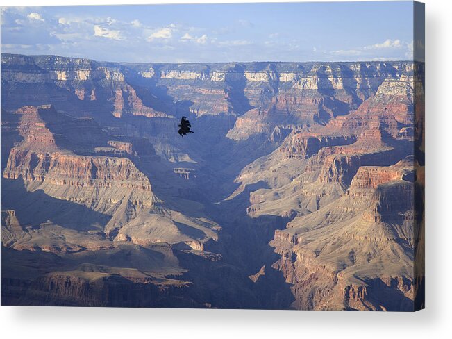 Scenics Acrylic Print featuring the photograph CA Condor soars over the Grand Canyon, South Rim by Timothy Hearsum