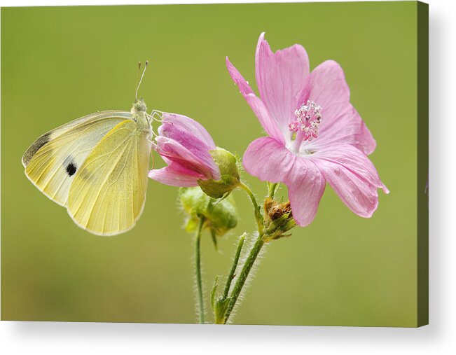 Silvia Reiche Acrylic Print featuring the photograph Cabbage White Butterfly On Flower by Silvia Reiche