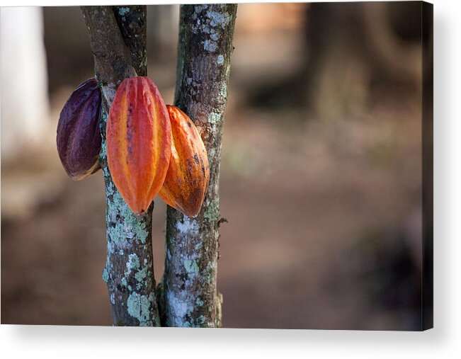 Cacao Tree Acrylic Print featuring the photograph Cacao tree by © Cyrielle Beaubois