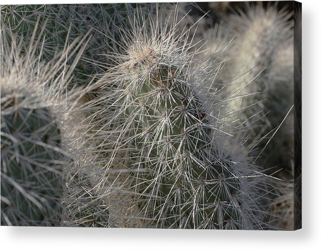  Acrylic Print featuring the photograph Cactus 12 by Cheryl Boyer