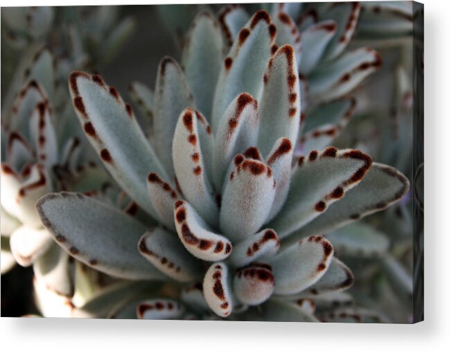  Acrylic Print featuring the photograph Cactus 4 by Cheryl Boyer