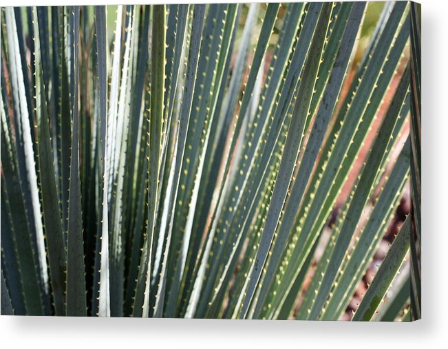  Acrylic Print featuring the photograph Cactus 8 by Cheryl Boyer