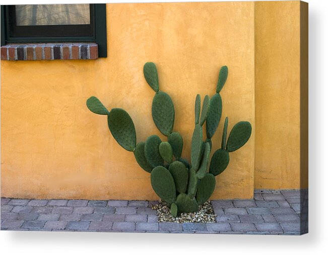 Tucson Acrylic Print featuring the photograph Cactus and Yellow Wall by Carol Leigh