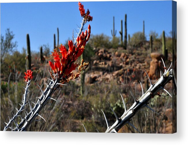 Cactus Photography Acrylic Print featuring the photograph Cactus flowers by Diane Lent