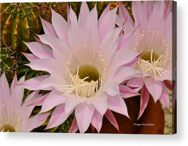 Cactus Acrylic Print featuring the photograph Cactus in the Backyard by Debby Pueschel