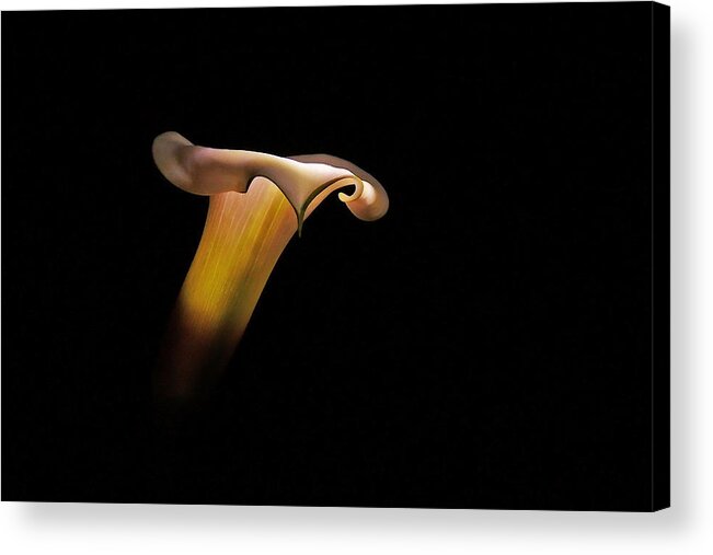 Calla Lily Acrylic Print featuring the photograph Calla Lily by Stuart Harrison