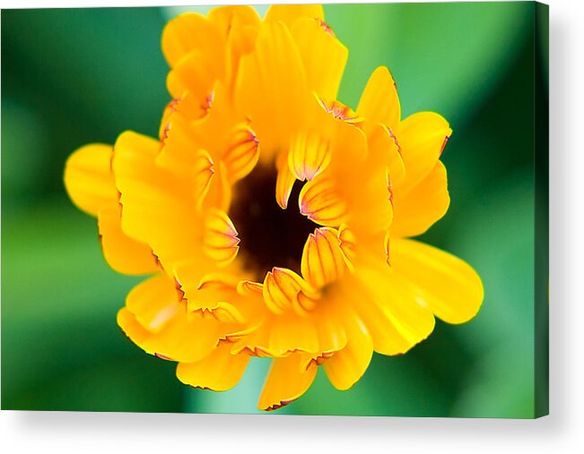 Yellow Acrylic Print featuring the photograph Calendula by Lisa Chorny