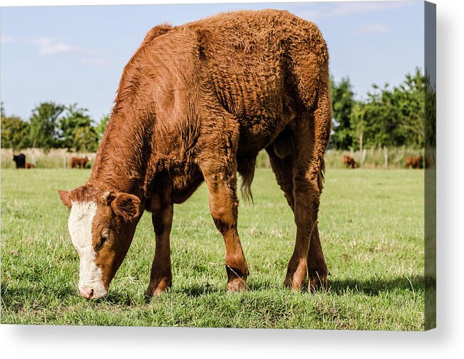 Shadow Acrylic Print featuring the photograph Calf Grazing by Shane Hardy Photography