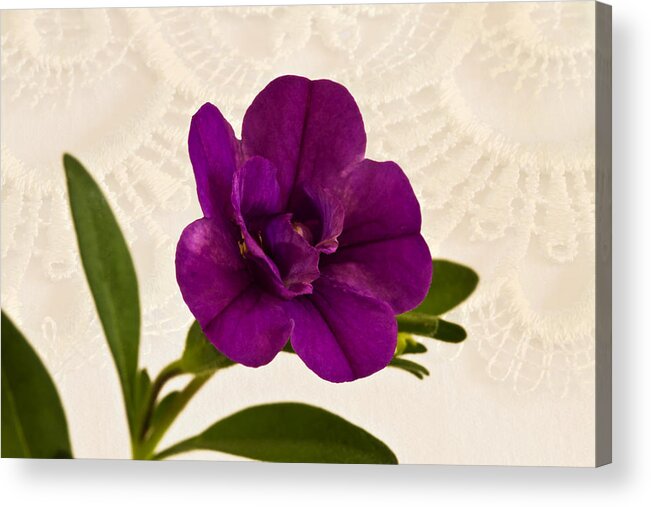 Petunia Acrylic Print featuring the photograph Calibrachea Petunia Blossom Macro by Sandra Foster