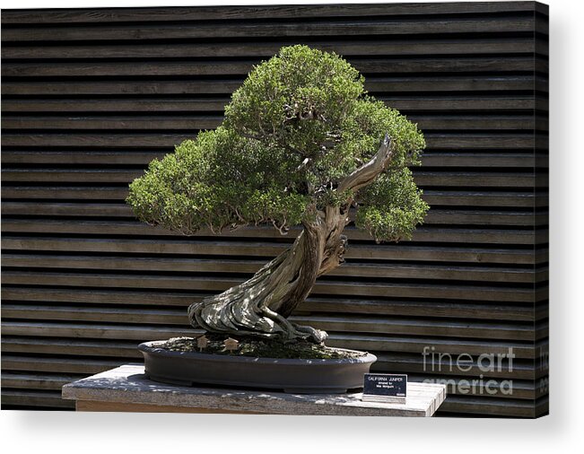 California Juniper Acrylic Print featuring the photograph California Juniper Bonsai Tree by Jason O Watson