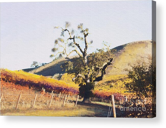 California Wine Country Acrylic Print featuring the painting California Vineyard Series Oaks in the Vineyard by Artist and Photographer Laura Wrede