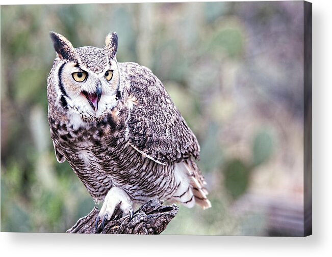 Arizona Acrylic Print featuring the photograph Call of the Owl by Dan McManus