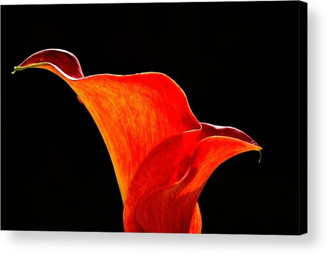 Calla Acrylic Print featuring the photograph Calla Lily High Contrast by Scott Lyons