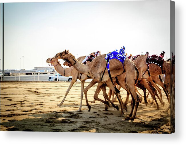 Working Animal Acrylic Print featuring the photograph Camel Racing With Robots by Omar Chatriwala