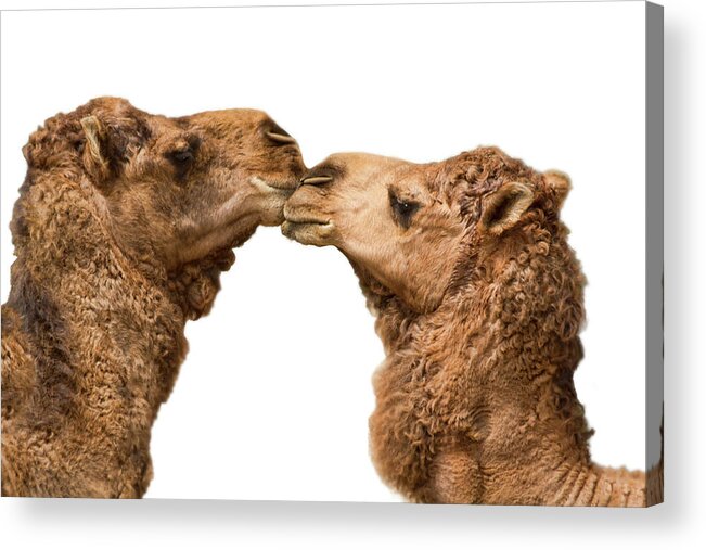 White Background Acrylic Print featuring the photograph Camels Kissing On White by Melinda Moore
