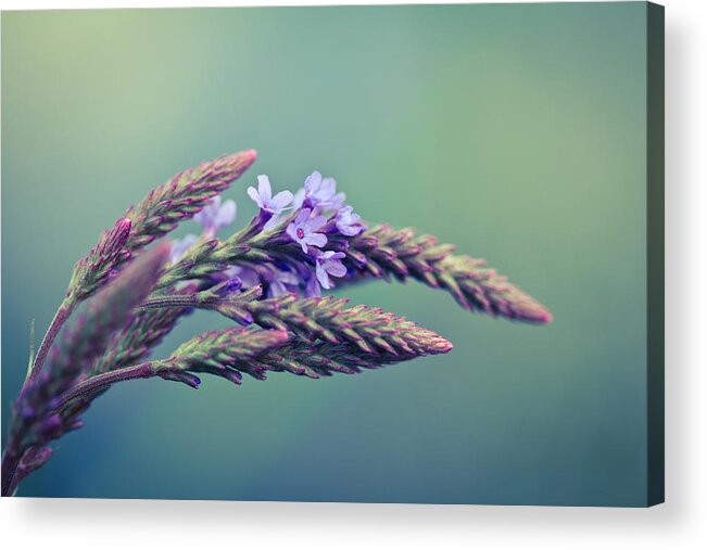 Grass Acrylic Print featuring the photograph Canaan Grass by Shane Holsclaw