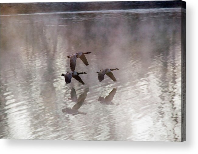 Anatidae Acrylic Print featuring the photograph Canada Geese by Nature's Faces