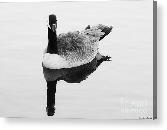 Plumas National Forest Acrylic Print featuring the photograph Canada Goose - Branta Canadensis by Christina Ochsner